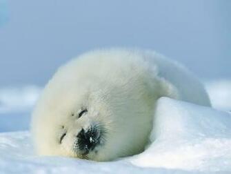 Wallpaper Animals Seal