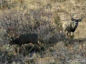 Antlers Trophy Mule Deer Monster Wallpaper