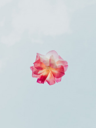 Flower Wallpaper HD Hq