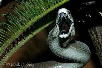 Black Mamba High Resolution Wallpaper Sa