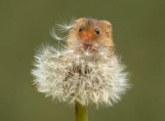 Wallpaper Mice Eurasian Harvest Mouse Dandelions Animals Closeup