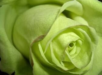 Beautyful Flowers Green Roses Wallpaper