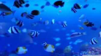 Marine Life Wallpaper