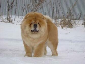 Chow On The Snow