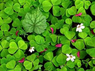 Shamrock Wallpaper Desktop