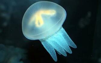Jellyfish Computer Wallpaper Desktop Background Id
