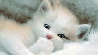 Cute Black And White Kitten Wallpaper Gallery