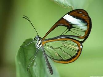 Butterfly Wallpaper Desktop HD