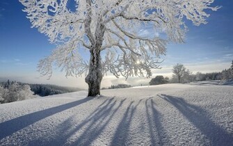 Winter Tree Wallpaper High Definition Quality Widescreen