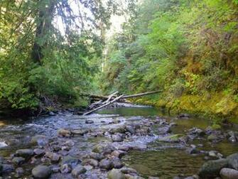 Trout Fly Fishing Wallpaper Native