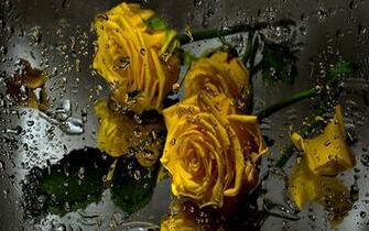 3d Rose Live Wallpaper Screenshot