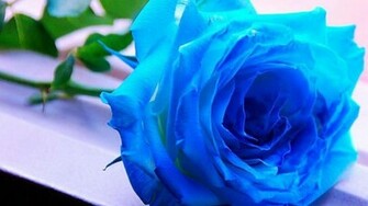 Rose Wallpaper Best