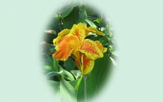 Exotic Flowers Wallpaper