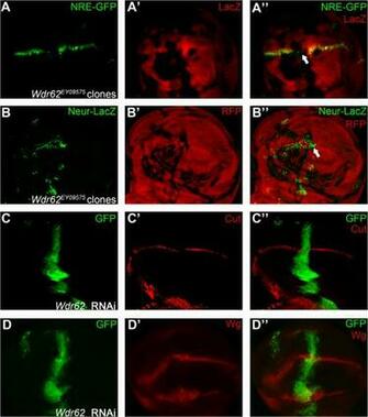 Plos One A Genetic Mosaic Screen Identifies Genes Modulating
