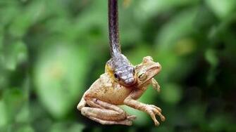 Amphibians Wallpaper