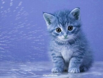 My Top Collection Cat Wallpaper Border