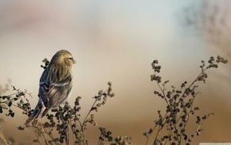 Redpoll 4k HD Desktop Wallpaper For Ultra Tv Wide