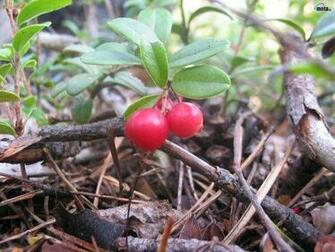 Red Berries Wallpaper Enjoy For Your