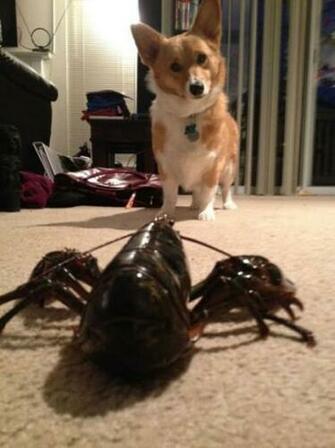 Lobster Corgi Car Pictures