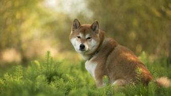 Shiba Inu Wallpaper Hintergr Nde Id