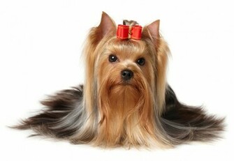 Yorkshire Terrier Wallpaper
