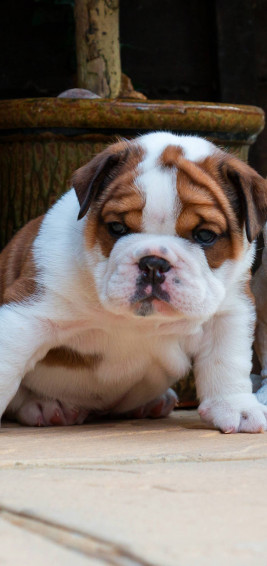 English Bulldog Wallpaper
