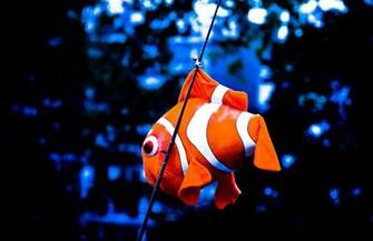 Finding Nemo Hiu HD Wallpaper In Movies Imageci