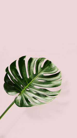 Green Plant Aesthetic Wallpaper On