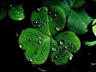St Patrick S Day Shamrocks Cool Image