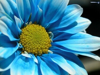 Blue Flower Wallpaper Cynthia Selahblue Cynti19