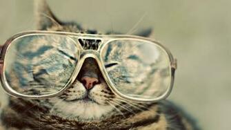 Cat Funny Animal HD Wallpaper Wallpaper55 Best For