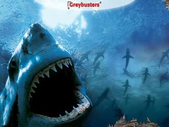 Here Are Some Beautiful Sharks Wallpaper Enjoy
