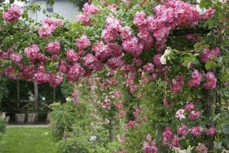 Rose Garden HD Wallpaper