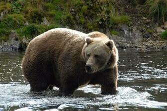 Yollis Classroom Mr Shares About Kodiak Grizzly Bears