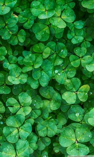 Happy St Patrick S Day 4k HD Desktop Wallpaper For