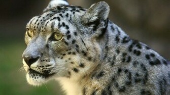 Snow Leopard HD Wallpaper Pic Photosjunction