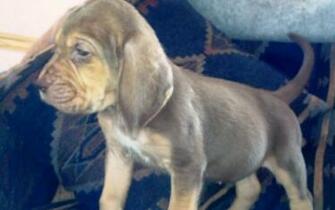 Bloodhound Puppies Dog HD Wallpaper Desktop Image
