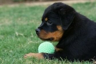 Adorable Rottweiler Puppy With His Toy Puppies Wallpaper Picture