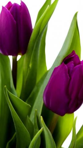 Purple Tulips