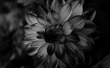 Wallpaper Dahlia Bw Flower Petals Black