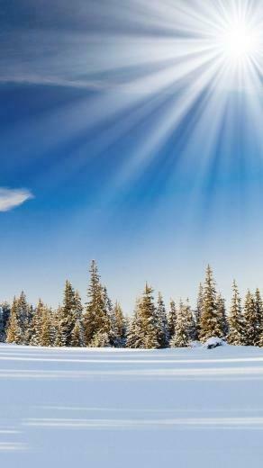 Winter Sunday Pure Forest iPhone 5s Wallpaper In