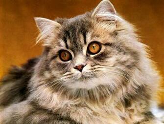 Cats HD Desktop Wallpaper