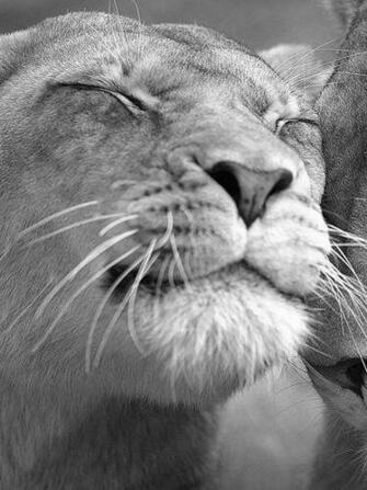 Cute Lions Screensaver For Amazon Kindle