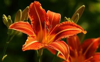 Orange Lily Wallpaper Stock Photos