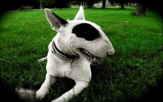 File Bull Terrier Wallpaper 4sj387z Jpg 4usky