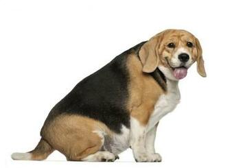 Is Your Pooch Predisposed To Getting Porky Retractable Dog