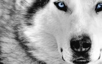 Mystic Wolf Desktop Wallpaper On Latoro