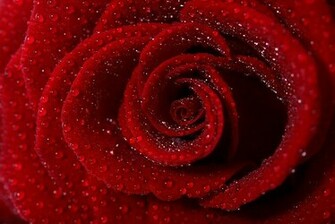 Best Flowers Red Rose The Beautiful Wallpaper