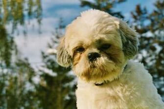 Shih Tzu Head Wallpaper My Doggy Rocks