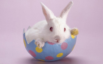 Cute Easter iPhone Wallpaper